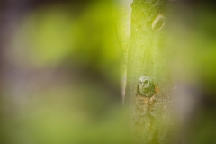 Chouetton de hulotte