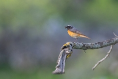 Rougequeue à front blanc