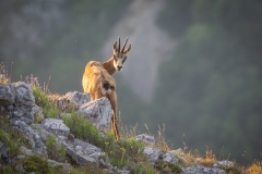 Chamois d'Europe