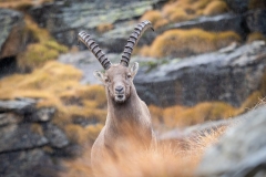 Bouquetin des Alpes
