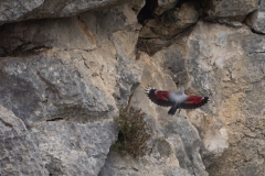 Tichodrome échelette