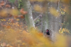 “Au pic de l’automne”