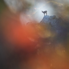 Le chamois de feu