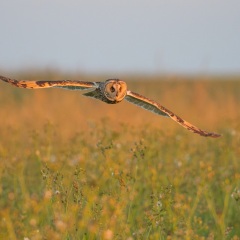 Hibou moyen-duc