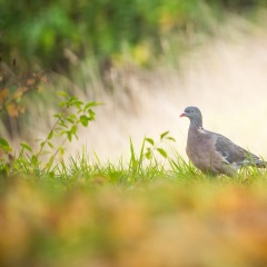 Pigeon ramier