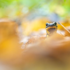 Salamandre tachetée