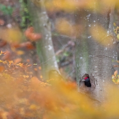 Au pic de l'automne