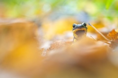 Salamandre tachetée