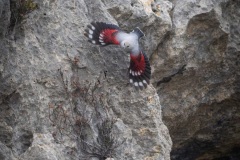 Tichodrome échelette