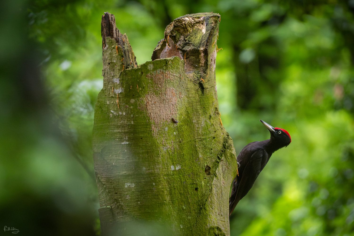 Belle proximité avec un pic noir mâle, dans une hétraie, posé sur un arbre mort.