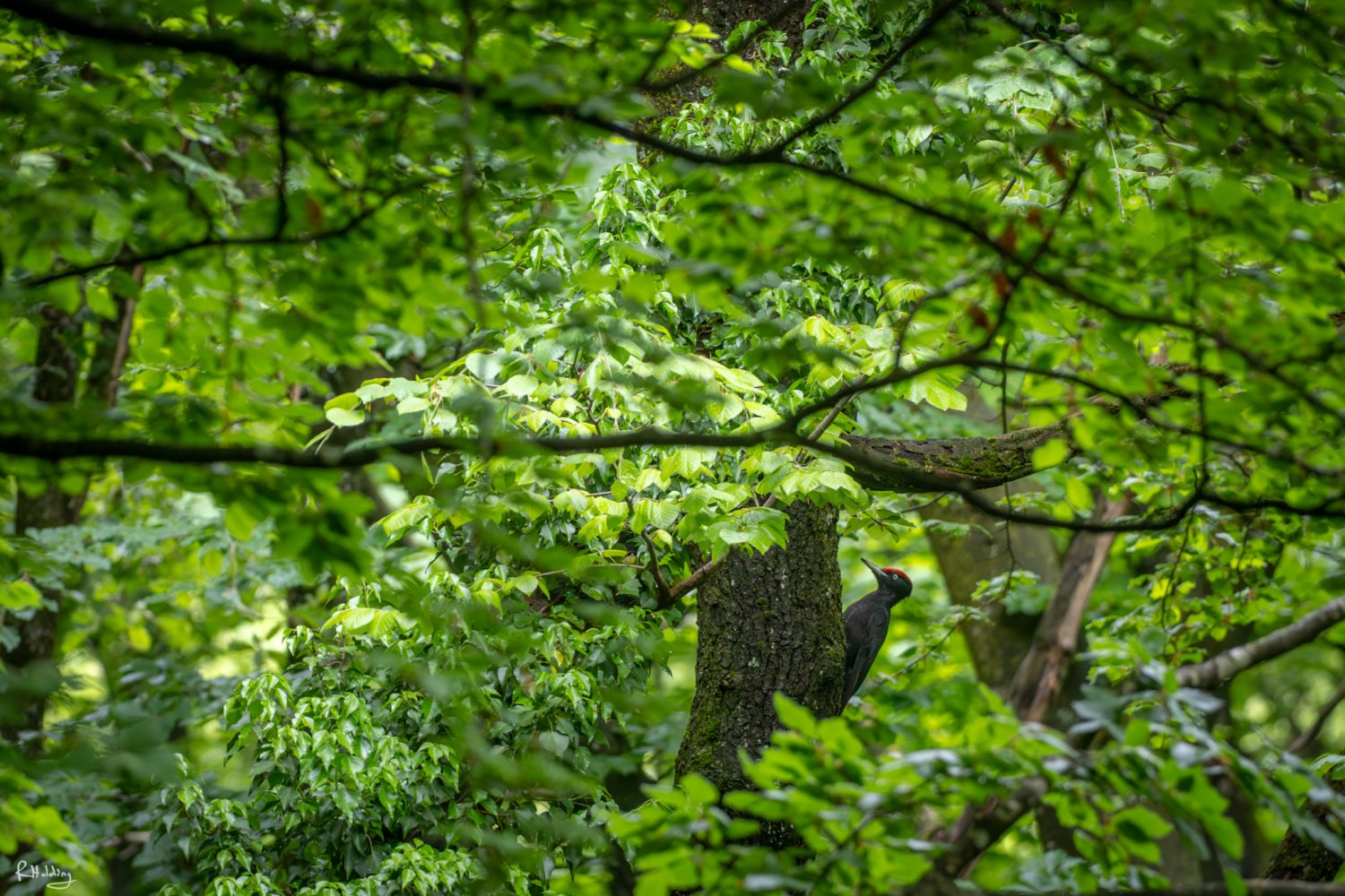 Pic noir posé sur un arbre entouré de nombreuses feuilles vertes