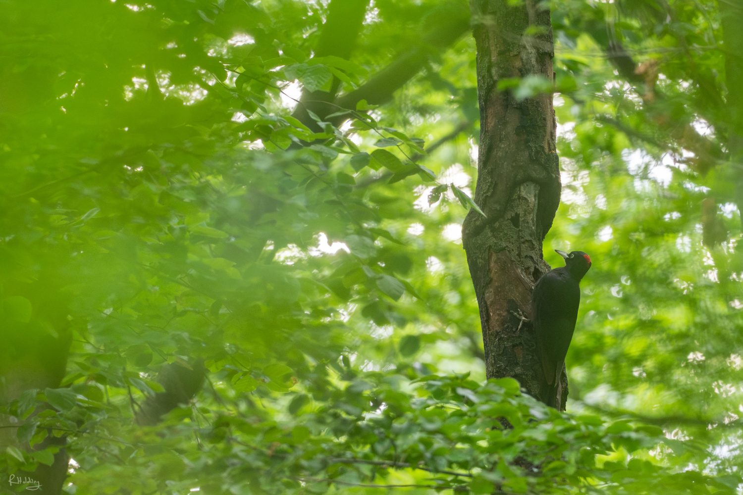 Pic noir femelle dans un océan de verdure