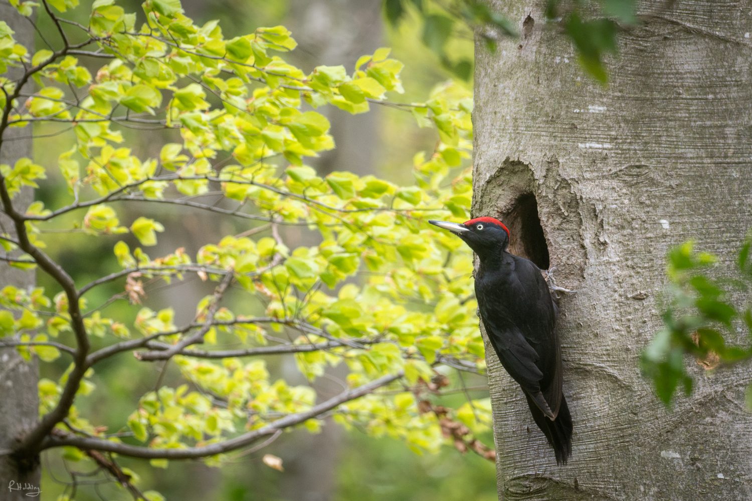 Photo de pic noir mâle de profil, posé sur un arbre à l'entrée de sa loge