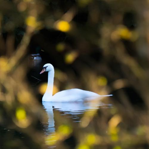 Autumn swan